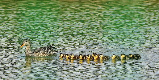 魂系风格肉鸽新作《Alterborn》公布 宣传片欣赏